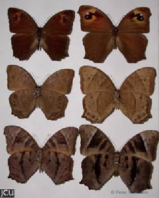 Melanitis leda