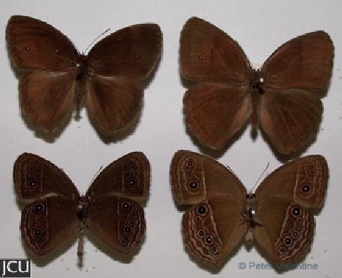 Mycalesis perseus