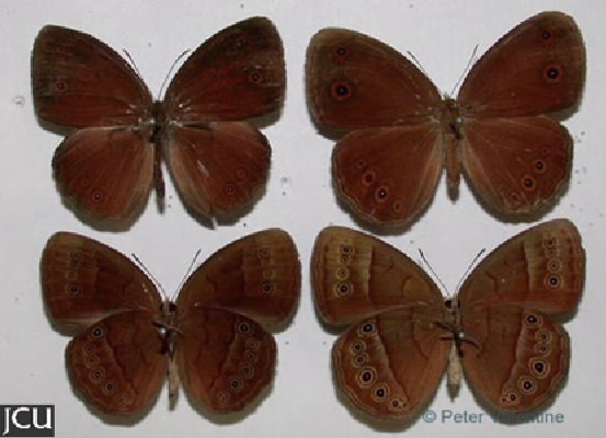 Mycalesis sirius