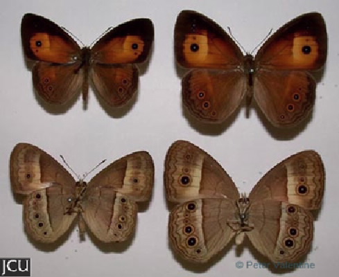 Mycalesis terminus