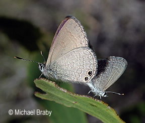Pair mating