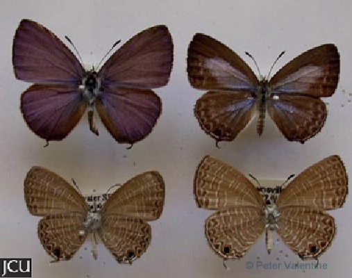 Nacaduba berenice