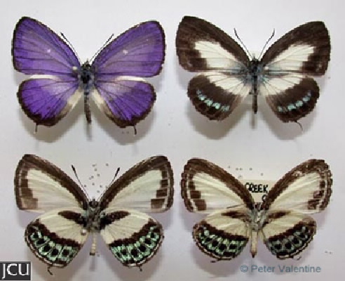 Nacaduba cyanea