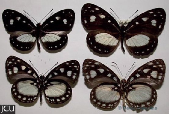 Neptis praslini