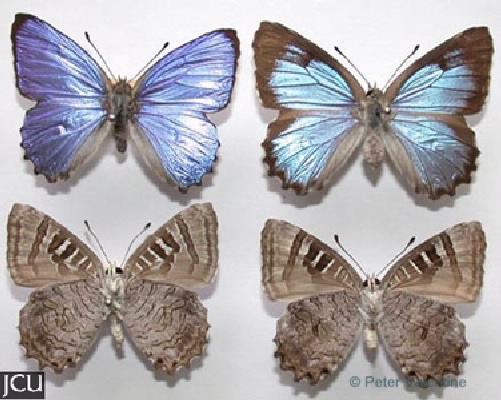 Ogyris oroetes