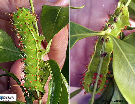Two images of Opodiphthera