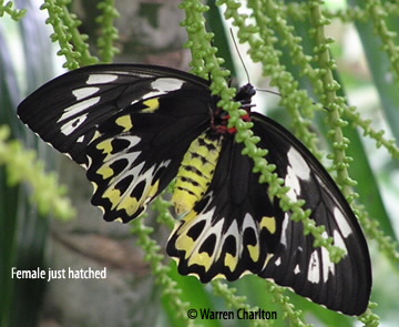 female just hatched