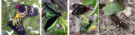 Images of Cairns birdwings