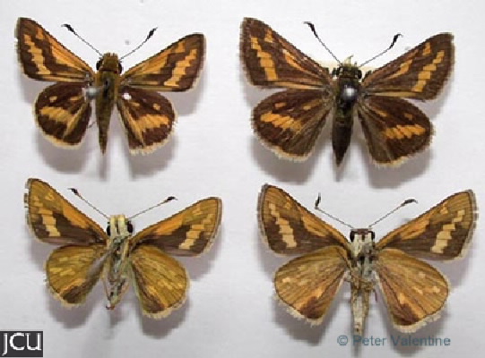 Oxybadistes hypomeloma 