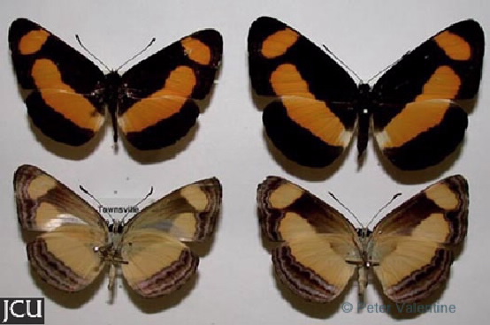 Pantoporia consimilis