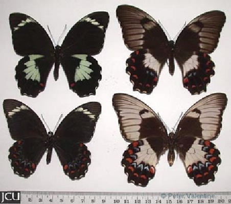 Papilio aegeus