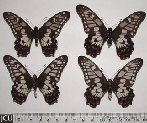 Papilio anactus