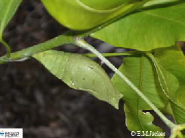 Crysallis image
