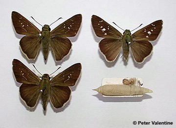 Images of Pelopidas