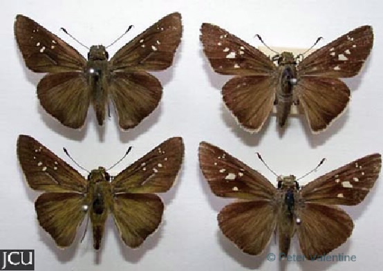 Pelopidas lyelli 