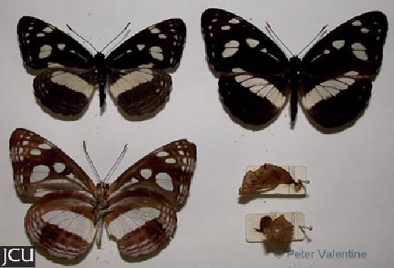 Phaedyma shepherdi