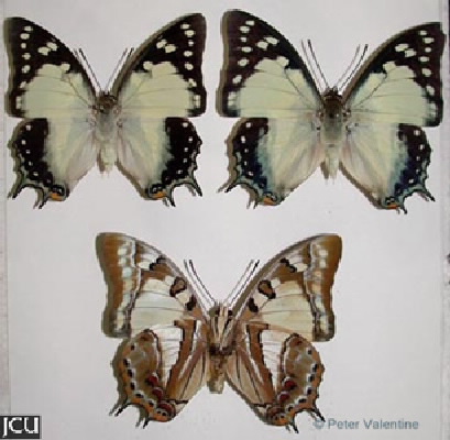 Polyura sempronius