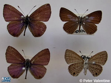 Images of Prosotas duboisa