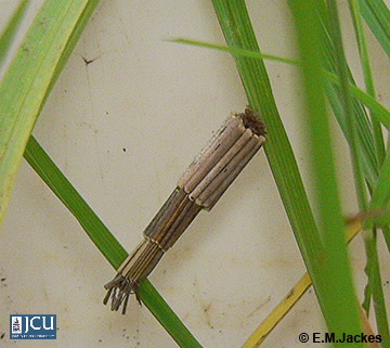 Image of Psychidae case