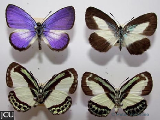 Psychonotis caelius