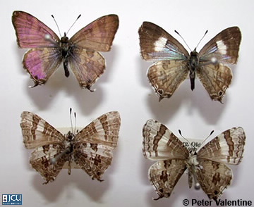 Images of Sahulana scintillate