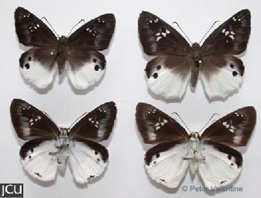Tagiades japetus