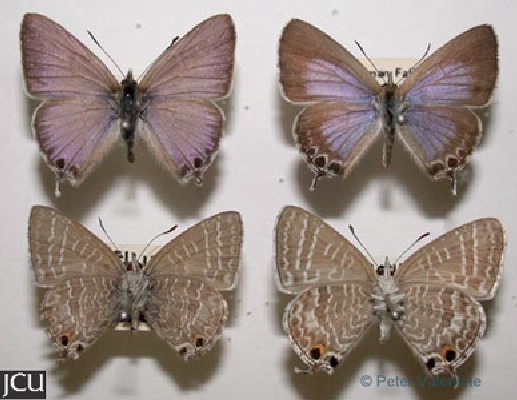 Theclinesthes onycha