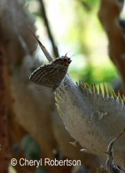 butterfly on cycad