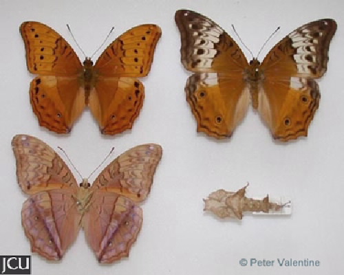 Vindula arsinoe