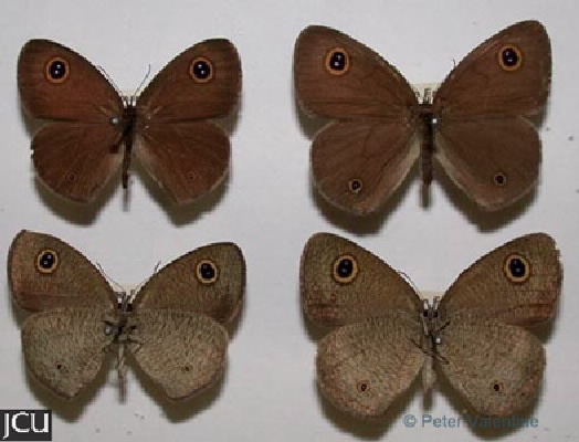Ythima arctous