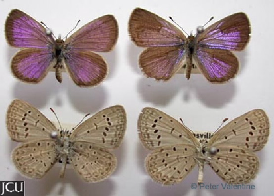 Zizeeria karsandra