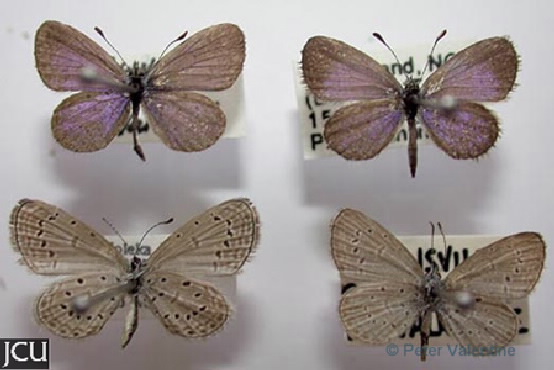 Zizula hylux