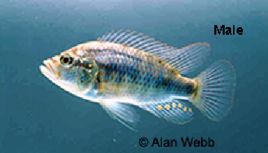 Burton's haplochromis male