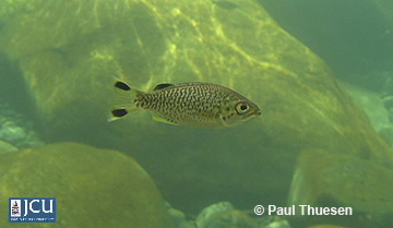 Image of Kuhlia rupestris