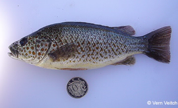Image of spangled perch