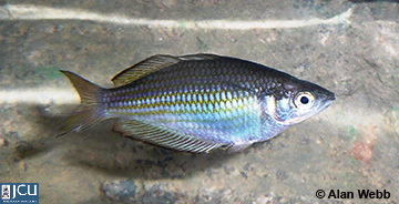 Image of Melanotaenia splendida splendida
