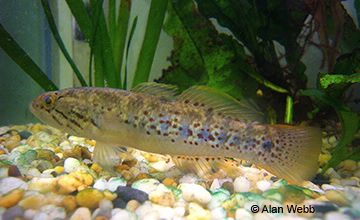 Image of Purple Spot Gudgeon