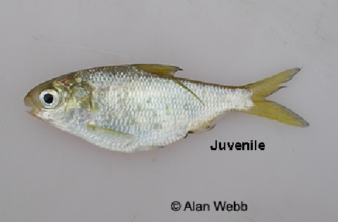 bony bream