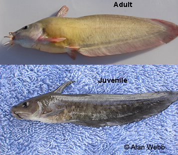 Black catfish