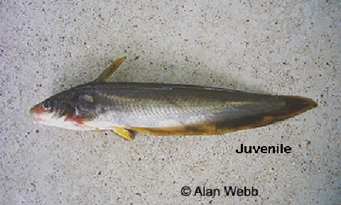 Hyrtl's tandan juvenile