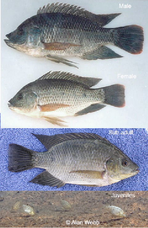 Tilapia