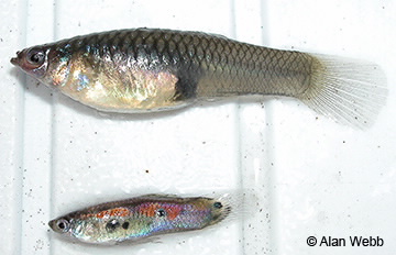 Image of guppy male & female