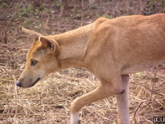 Canis lupus dingo