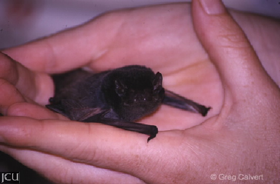 Chalinobolus gouldii