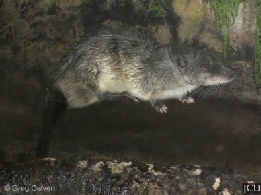 Hydromys chrysogaster