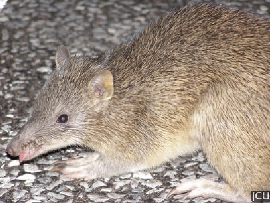 Isoodon macrourus