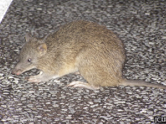 Isoodon macrourus