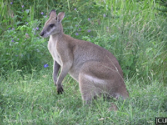 Macropus agilis