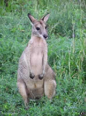 Macropus agilis