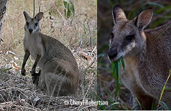 Mother with joey in pouch